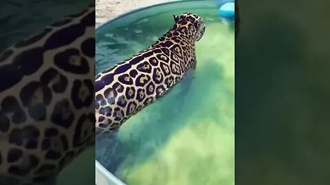 Chunky Dunking Jaguar! SO CUTE 🥺🥰