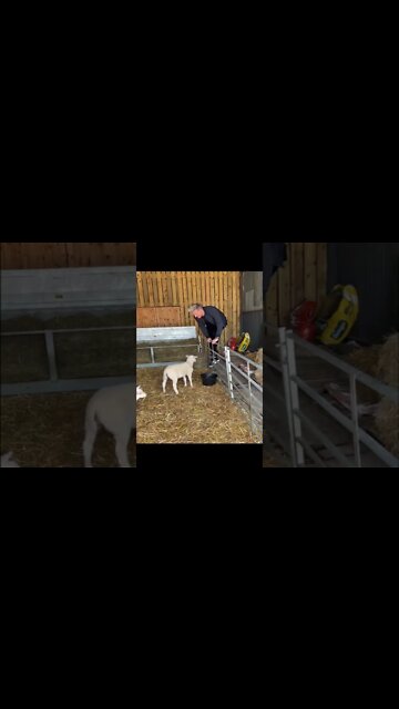 Gordon Ramsay, Fetus v. Sheep