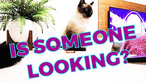 The cat Tiline and another prank