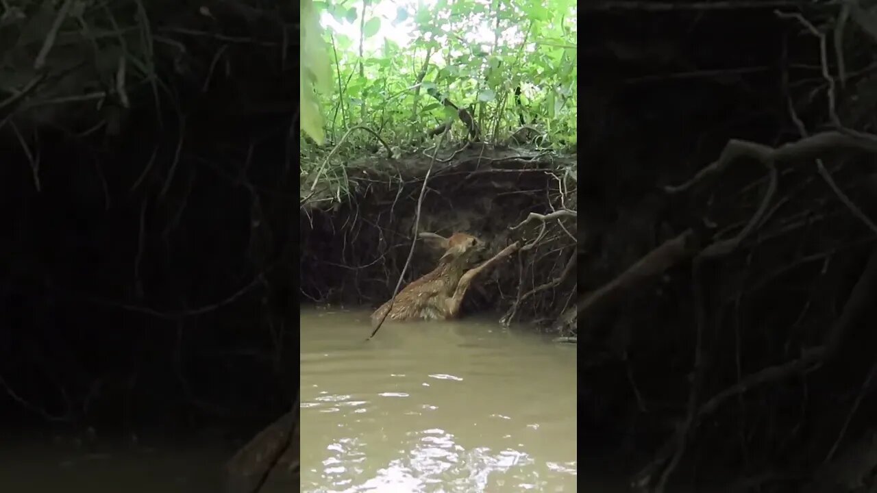 Fawn Rescued From River!