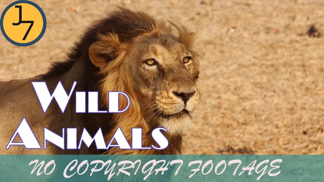 No Copyright video- Cinematic Wild Animals | Free Stock Footage | 4K Animal footage