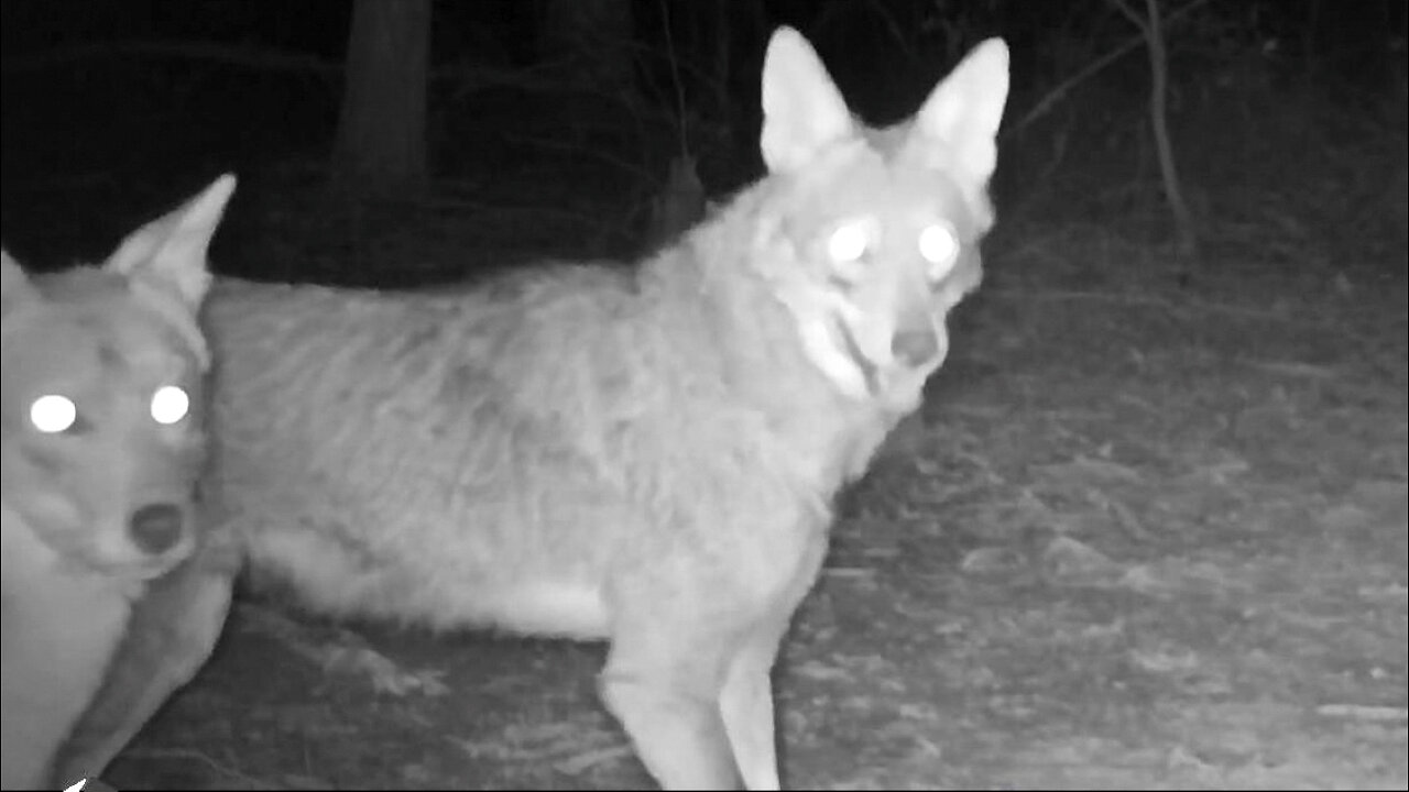 Fawn getting chased by two coyotes---timed video sequence!