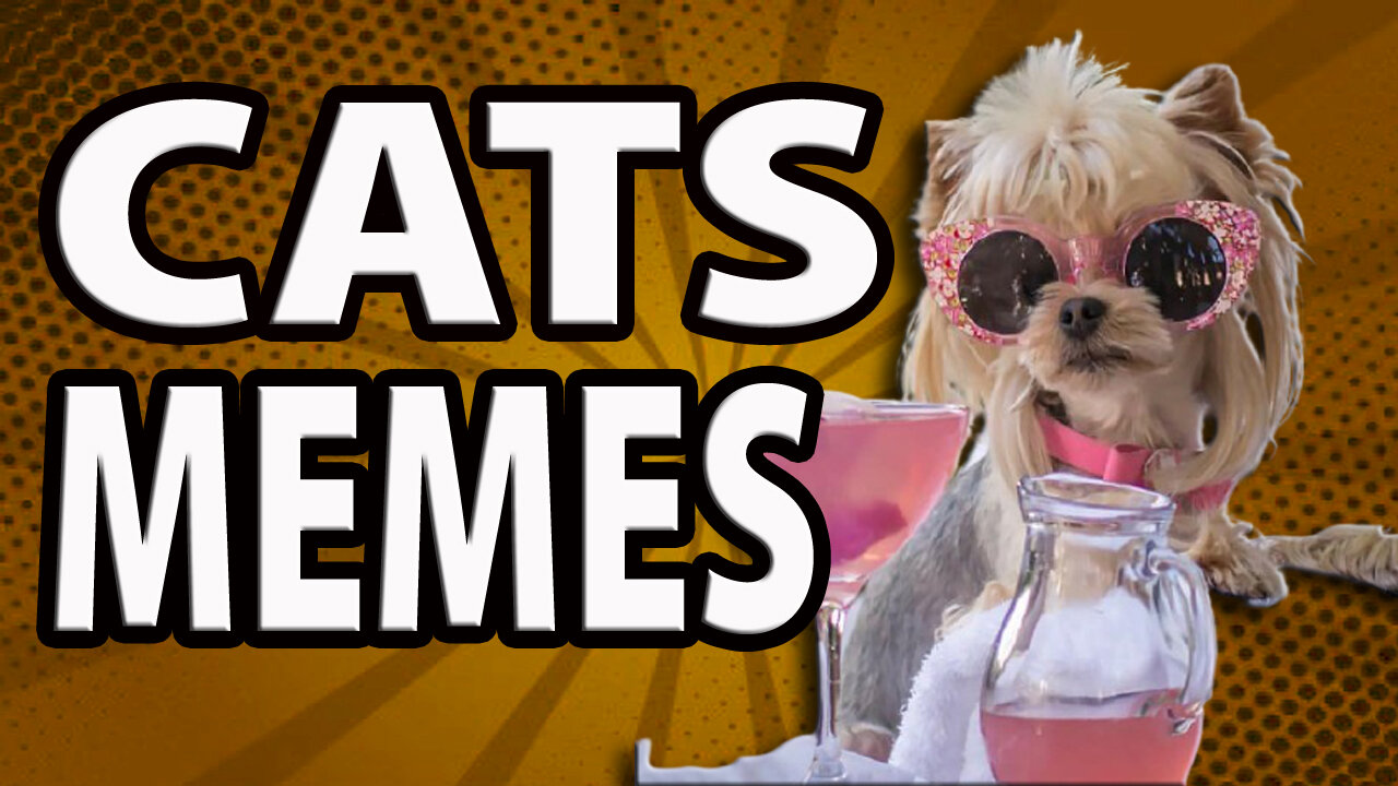 Best Lovely Cat and Dog Memes