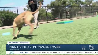 Pet of the Week: Bruno