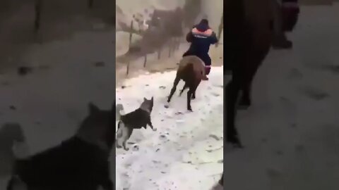 Horse vs cat compilation #horse #cat #shorts