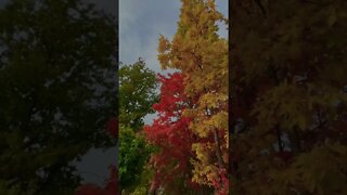 Fall colours began.❤️🌸🍀🇨🇦 | Riverwood Conservancy | Mississauga, ON Canada | Fall Signs