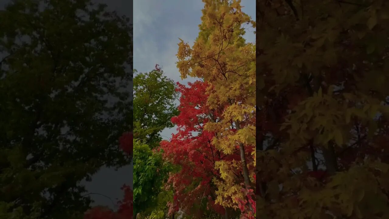 Fall colours began.❤️🌸🍀🇨🇦 | Riverwood Conservancy | Mississauga, ON Canada | Fall Signs