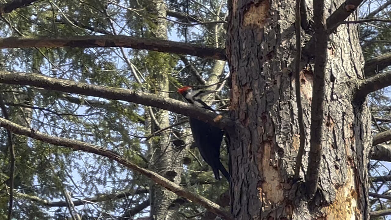 Pileated Wood Pecker is back 16