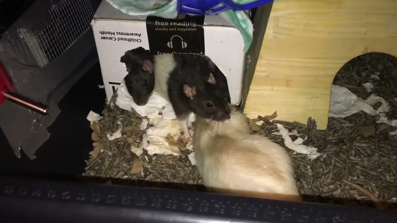 10 Weird Yet Totally Normal Behaviors (and More) from Pet Rats