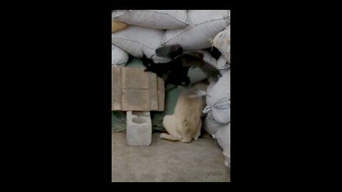 A spectacular fight between a dog and a rooster