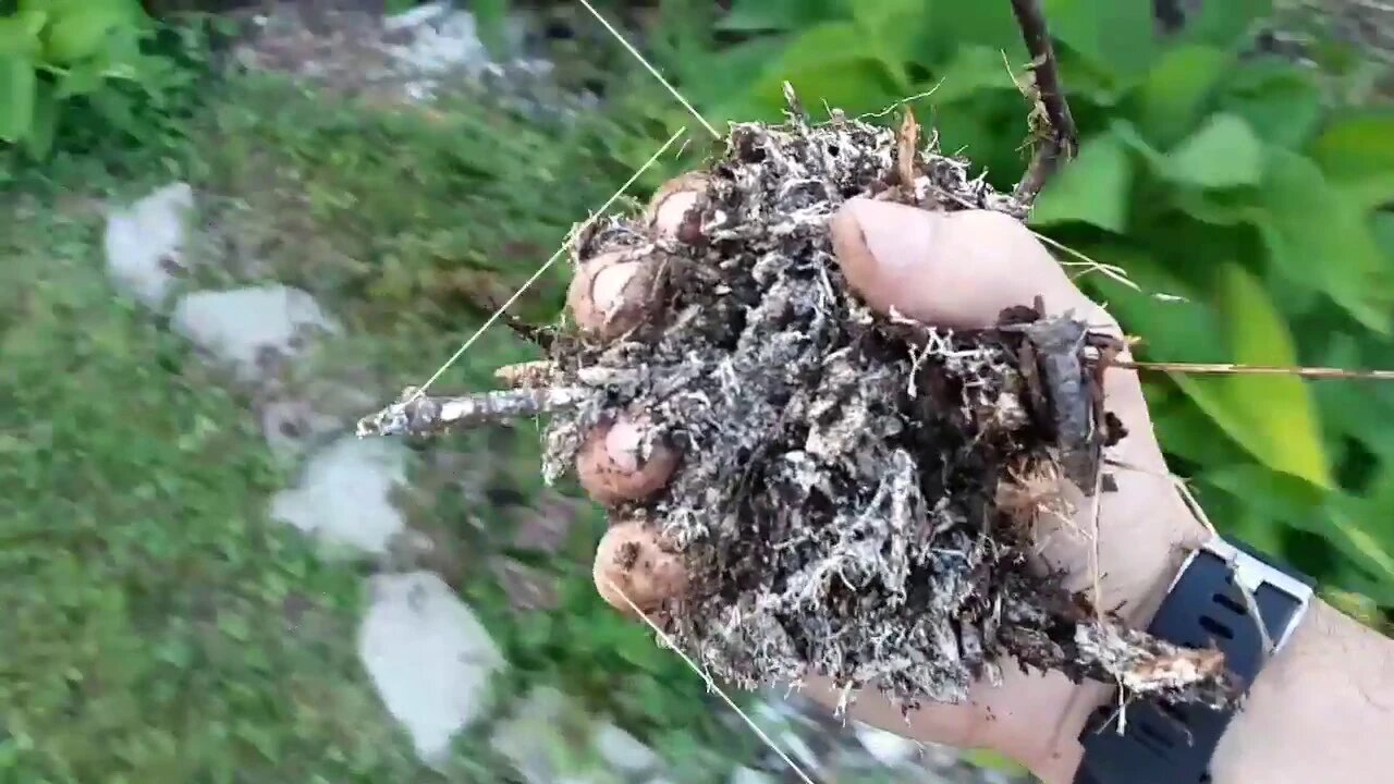 Summer 2019 Permaculture Food Forest Garden Compilation