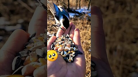 bird on hand eating 🥺😭#ua58sb #animals #birds