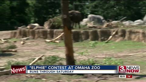 "Elfie" at the Omaha zoo