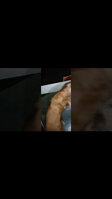 #dogshow , #animals , #dogs , #shorts