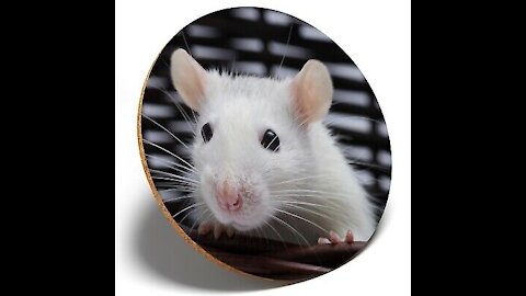 White mouse | white rats | Pet Rats