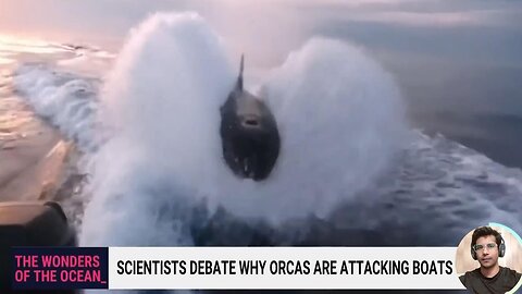 ~Why Killer Whales Attack & Sink Boats? - Researchers Discuss! The News Network ~