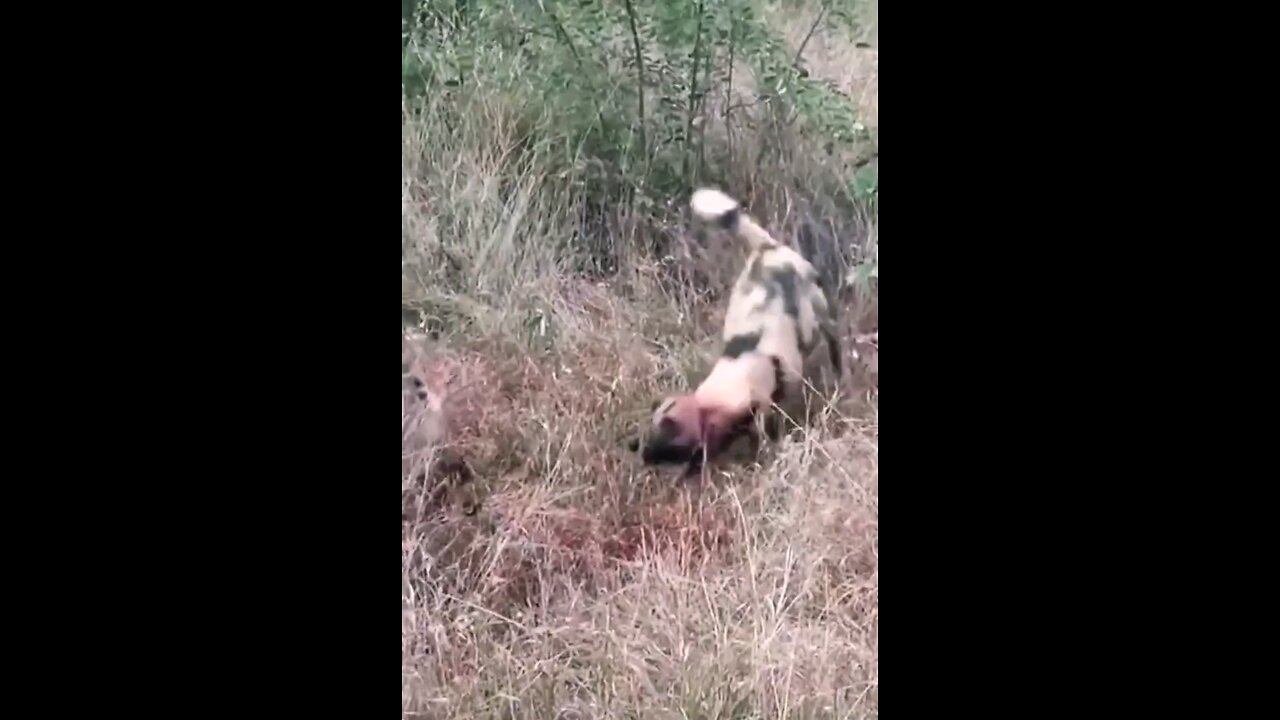 This Prey Is Not Free Wild Dogs Punish The Hyena