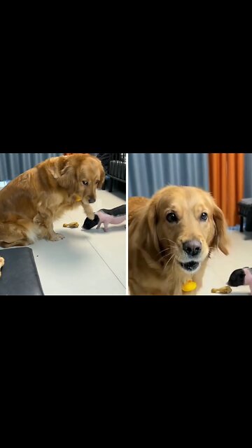 Generous Pup Gives Bigger Drumstick To Piggy Friend