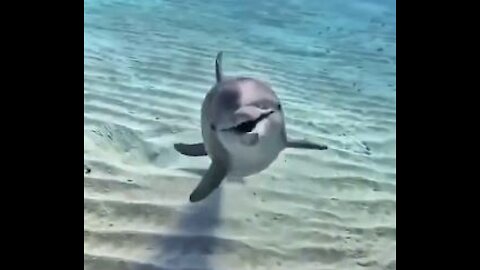 #2 Cute Video - Playful Dolphin