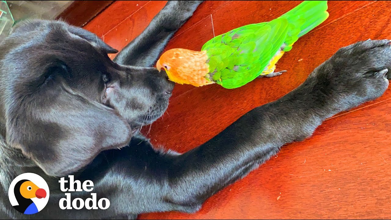 Attention Stealing Parrot Slowly Accepts His New Puppy Brother | The Dodo Odd Couples