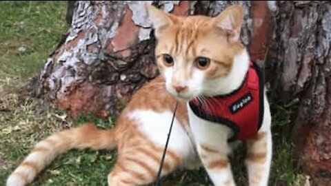 Cat helps gymnast pull trick shot