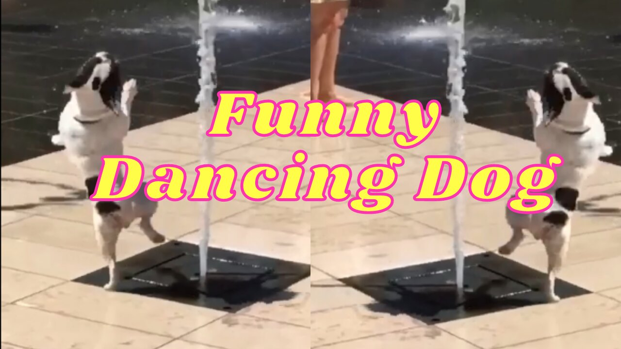 Adorable Dancing Dog