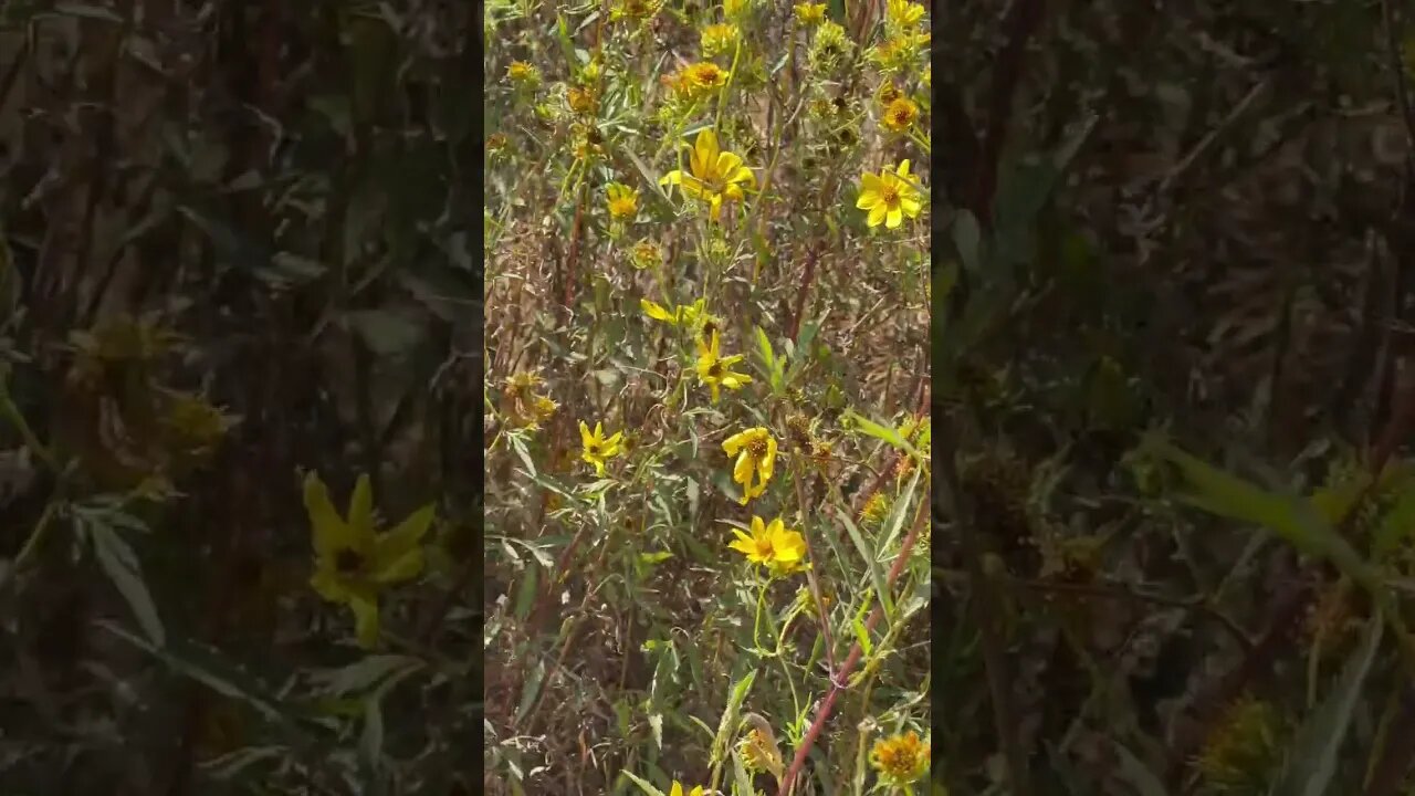 When was the last time you stopped to enjoy the wildflowers?