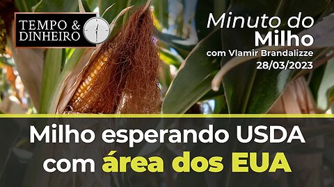 Milho esperando USDA com área dos EUA.