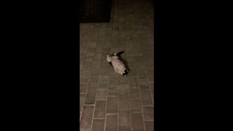 Charming street cat Katze