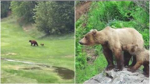 Orsi invadono un campo da golf in Canada