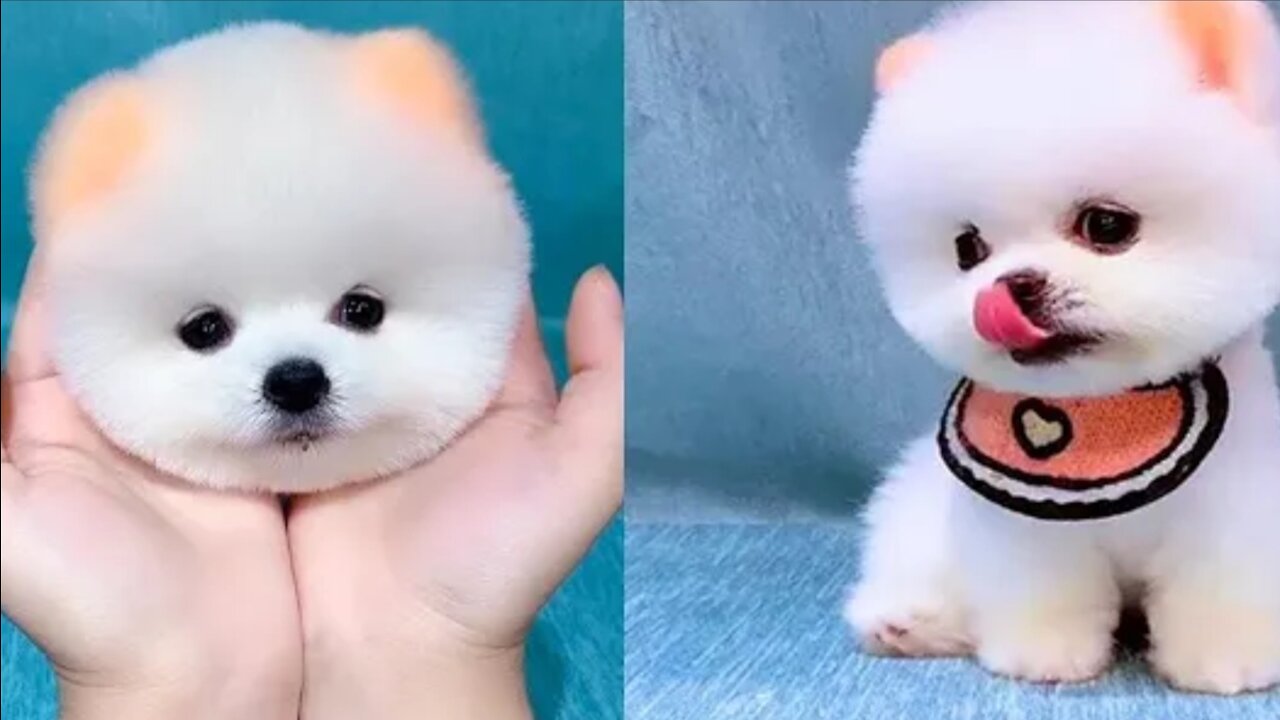 Baby Dogs - Cute and Funny Dog Videos Compilation #1 | Mypettv