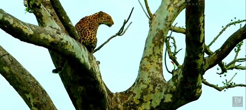 Indian Forest & Indian Animal || indiannature