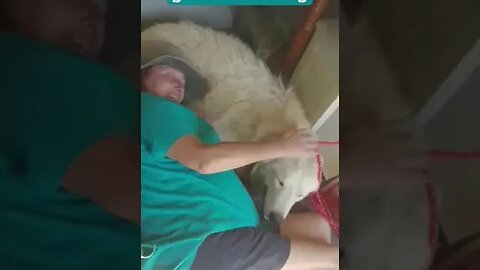 Livestock guardian dog helps sick owner recovering from Covid.