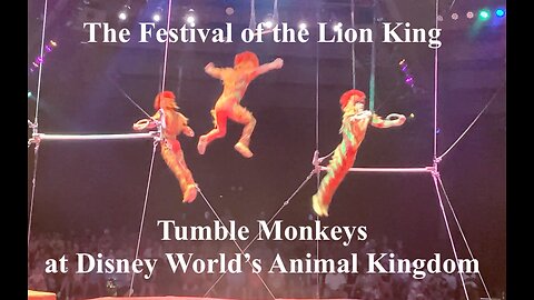 Tumble Monkeys at Walt Disney's Animal Kingdom