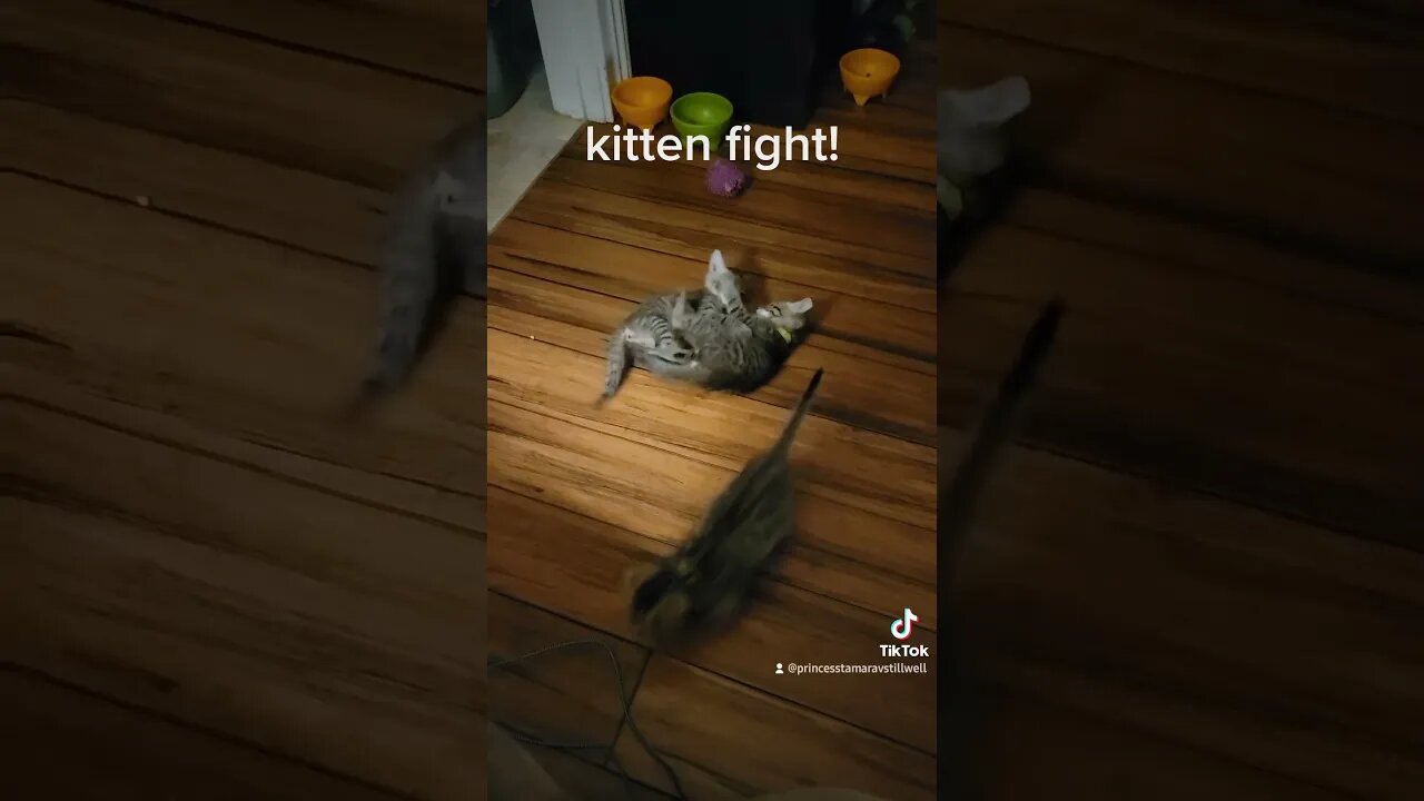 Rescue kittens Kitten Fight