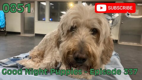 [0851] GOOD NIGHT PUPPIES - EPISODE 337 [#dogs #doggos #doggies #puppies #dogdaycare]