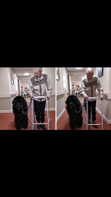 Gentle Giant Newfoundland Helps Around the Care Home