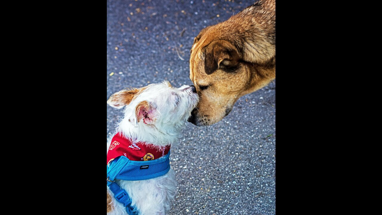 Indian dogs Shouting beside house - funny videos