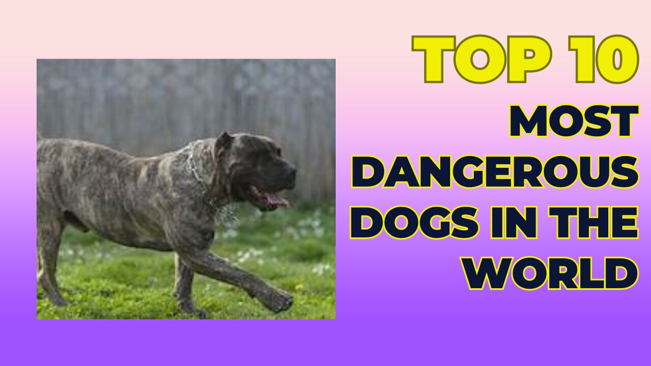 Top 10 Most Dangerous Dogs in the World!