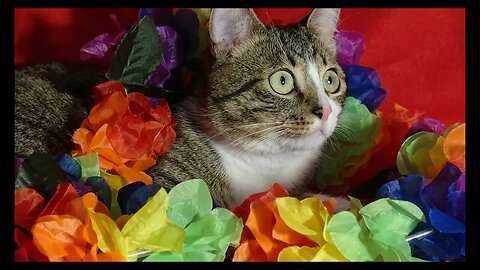 Cat Photography