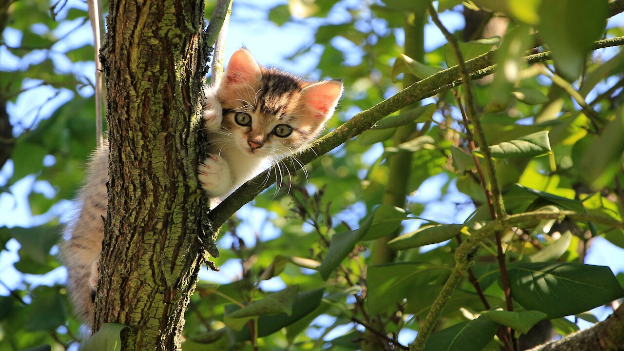 Cute cat climbs the tree to avoid bath