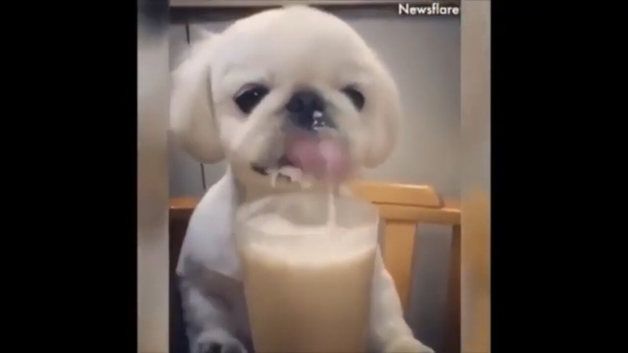 Funny Dog Videos 2021- It's time to laugh with Dogs life