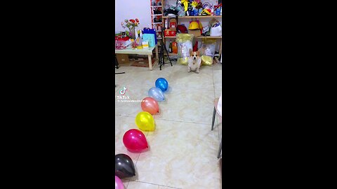 funny animals 🤣