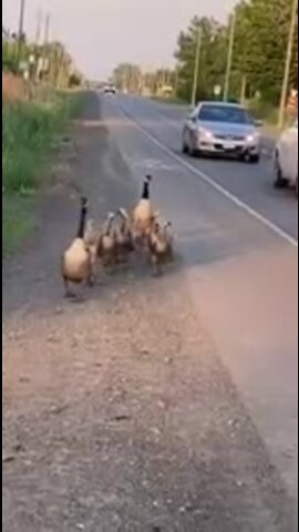 Famille d'oie traverse la route près de Cornwall