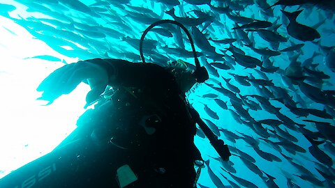 Young diver experiences the thrill of being inside a bait ball