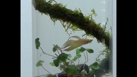 Betta Fish Heaven