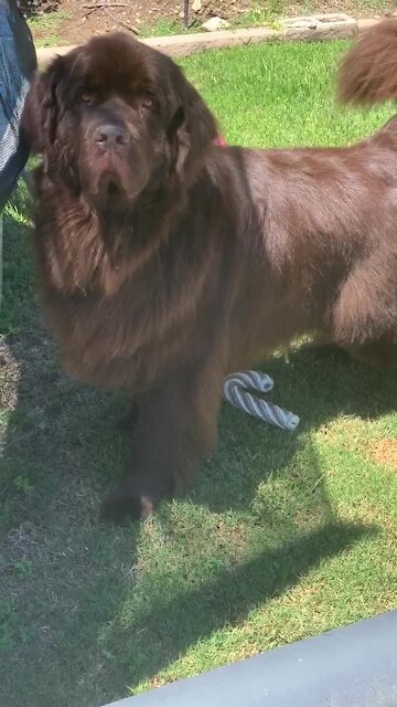 Newfoundland's owner refuses to play after he does this!