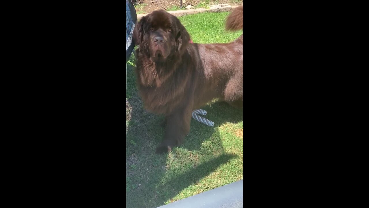 Newfoundland's owner refuses to play after he does this!