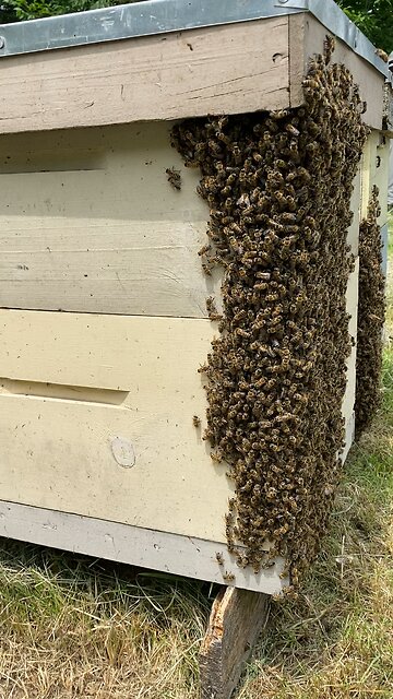 Making NUC boxes, every box has two queenless colonies.