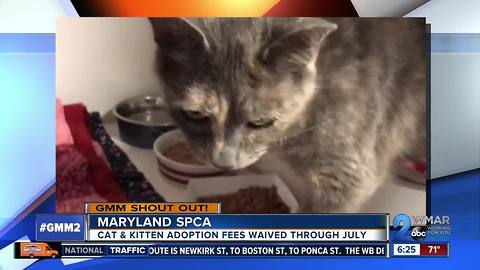 Good morning from Tatiana and the Maryland SPCA!